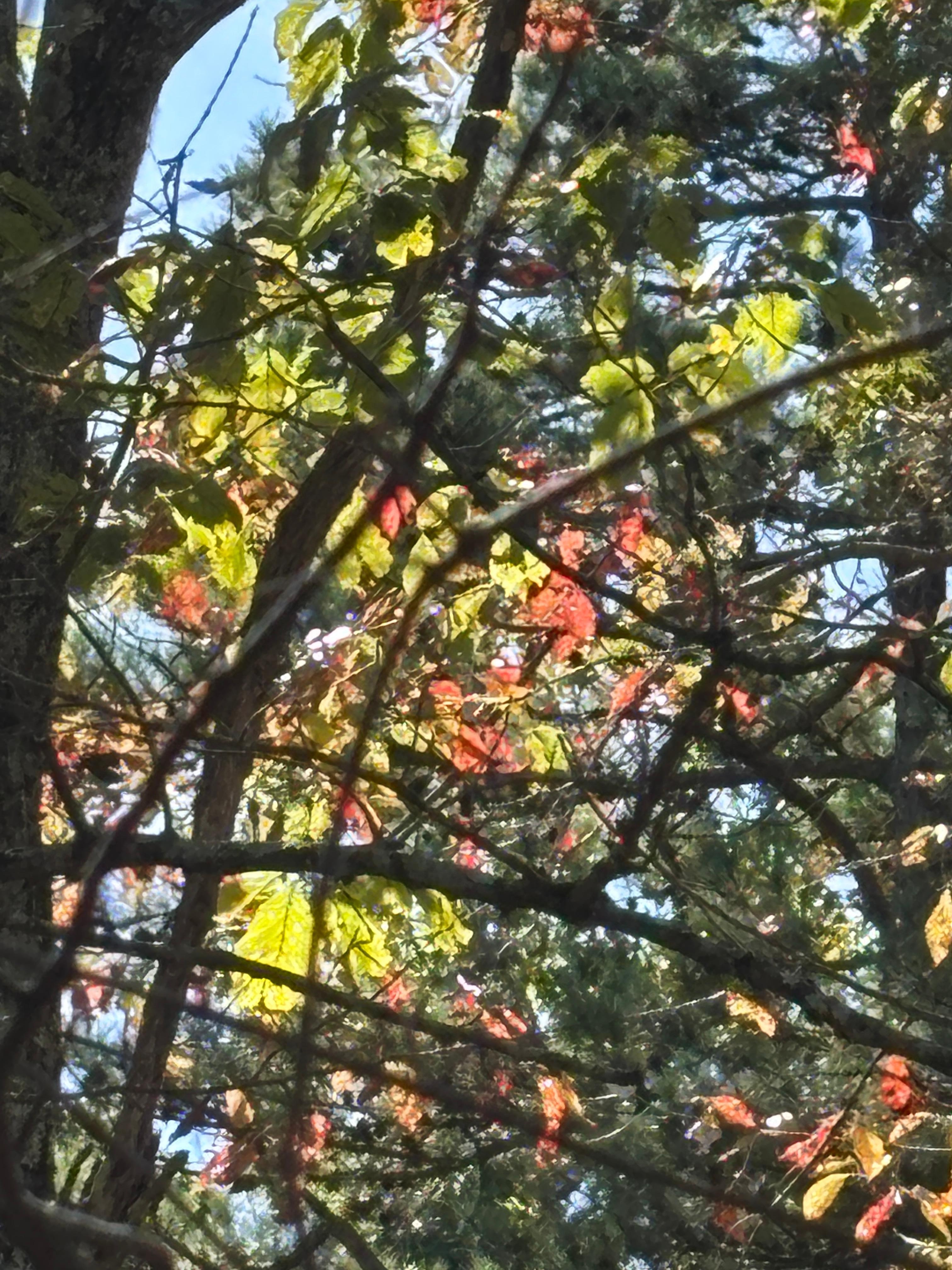 The leaves were just starting to turn.