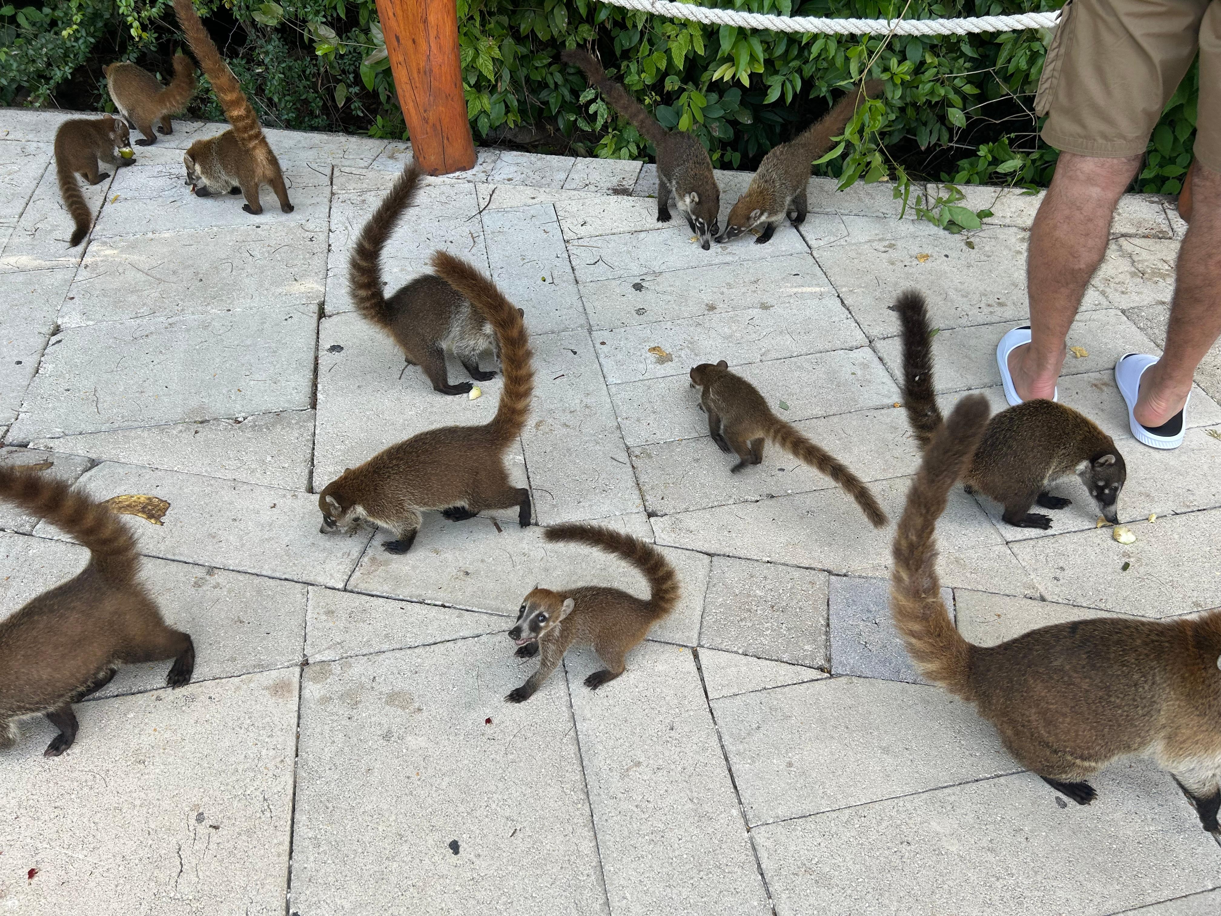 These Mexican raccoons are everywhere. 