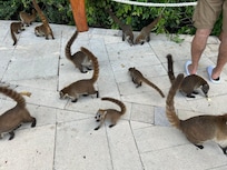 These Mexican raccoons are everywhere.