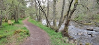Nethy Bridge walk