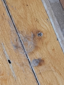 "Furry" dust bunnies on the floor