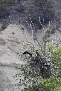 Eagle chicks flexing their wings at a nearby nest.