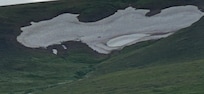 Denali grizzlies way up in snowfield