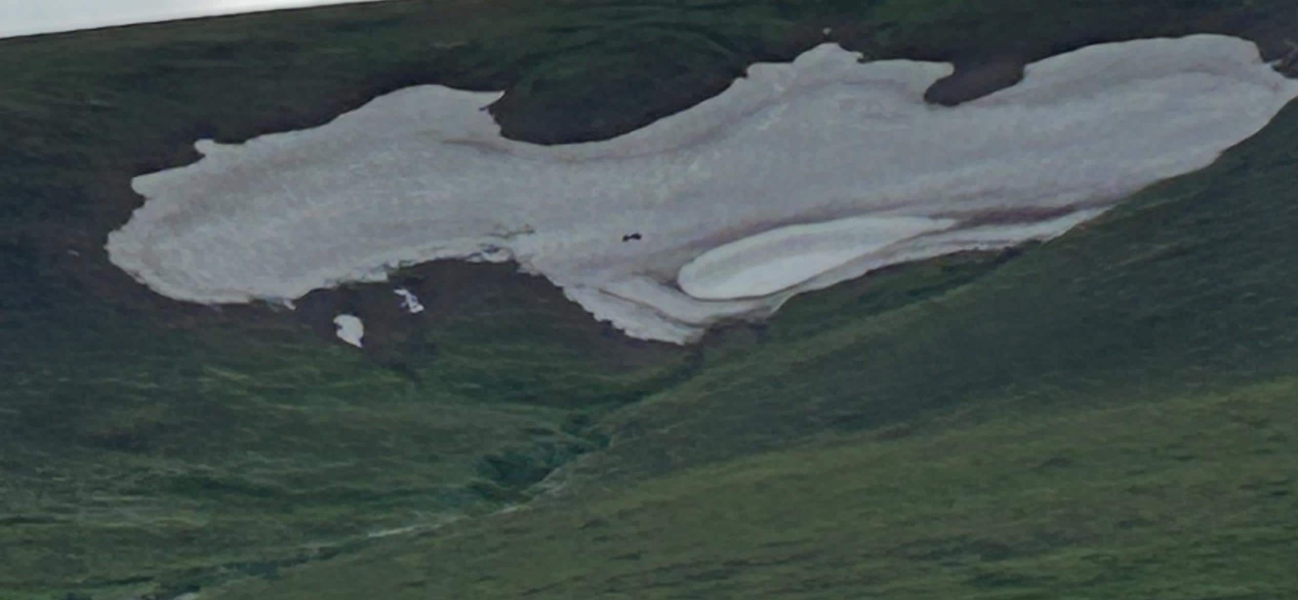 Denali grizzlies way up in snowfield