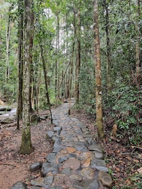 Buderim Forest Park: River Walk