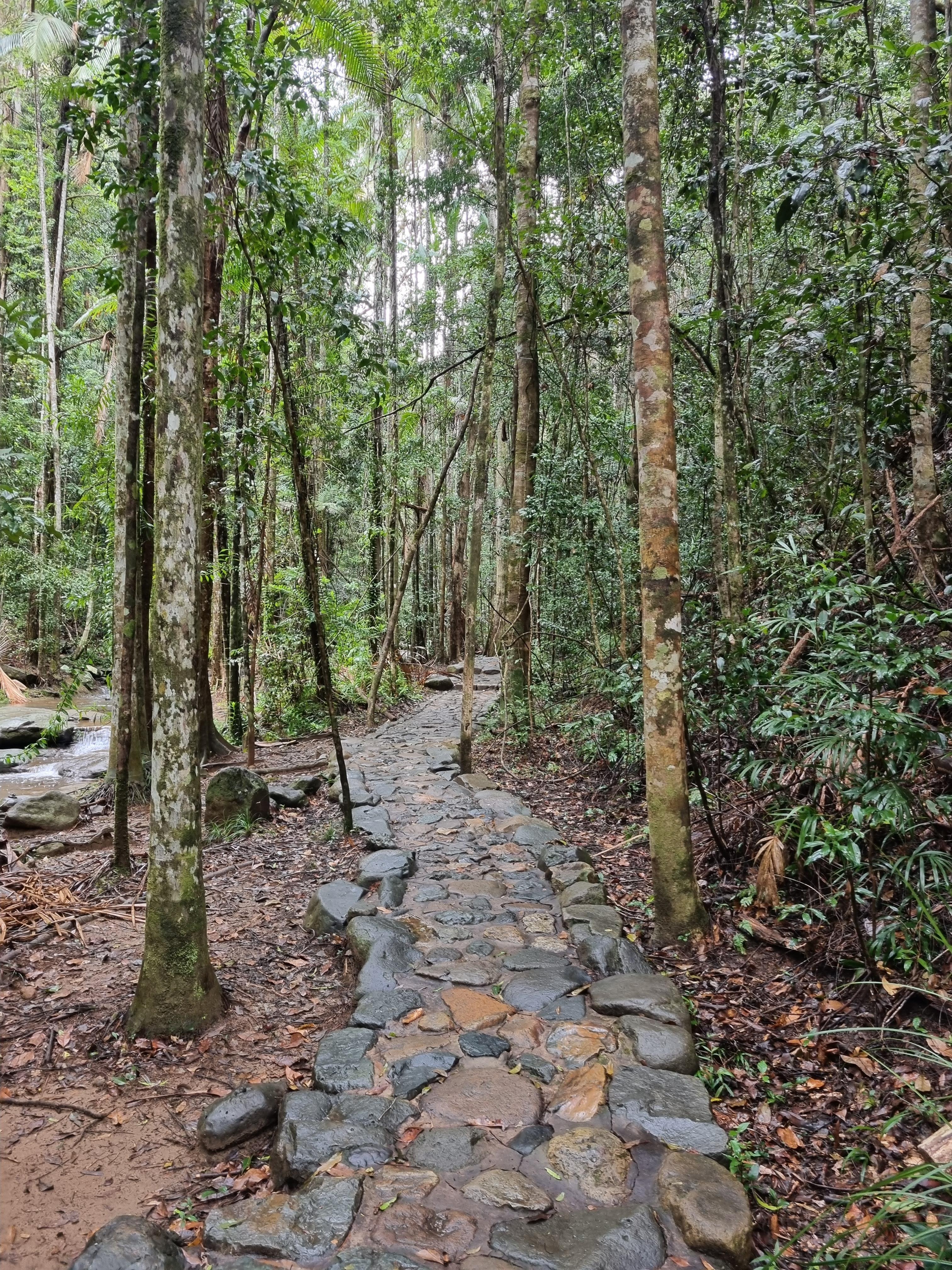 Buderim Forest Park: River Walk