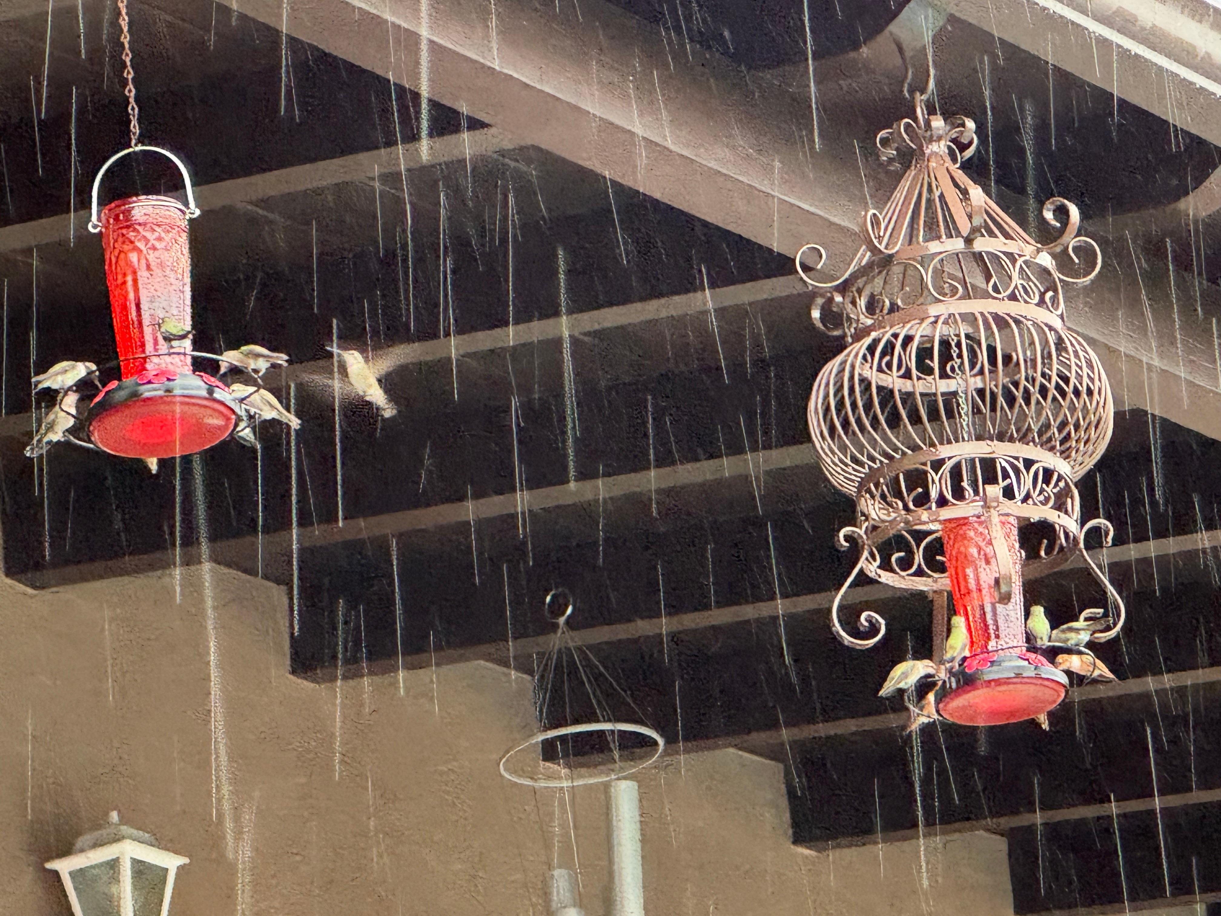 The hummingbirds provided entertainment during a rainstorm 