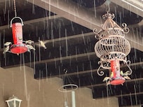 The hummingbirds provided entertainment during a rainstorm