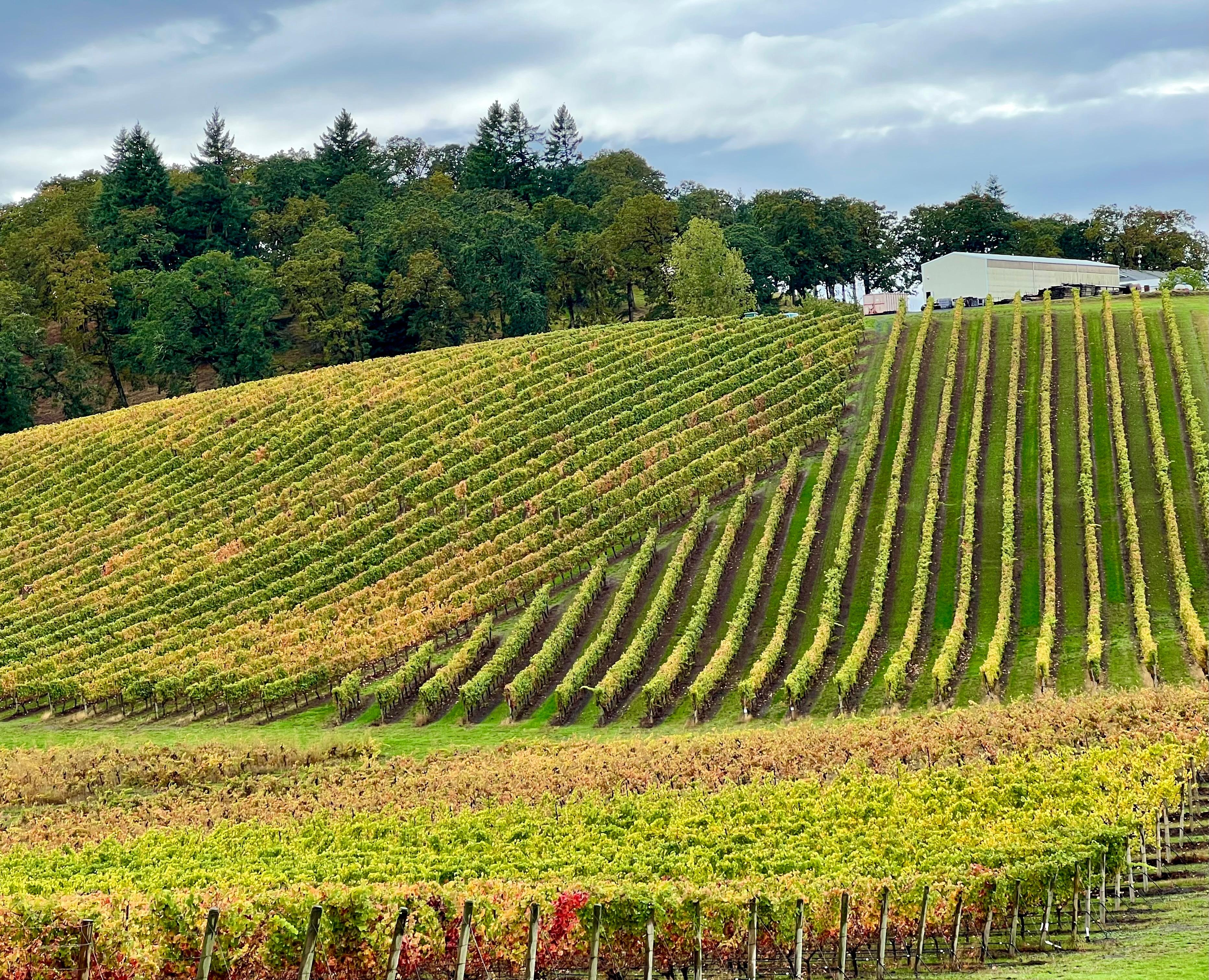 The hills were covered with beautiful vineyards 