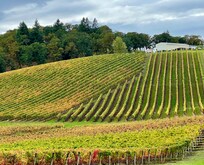 The hills were covered with beautiful vineyards