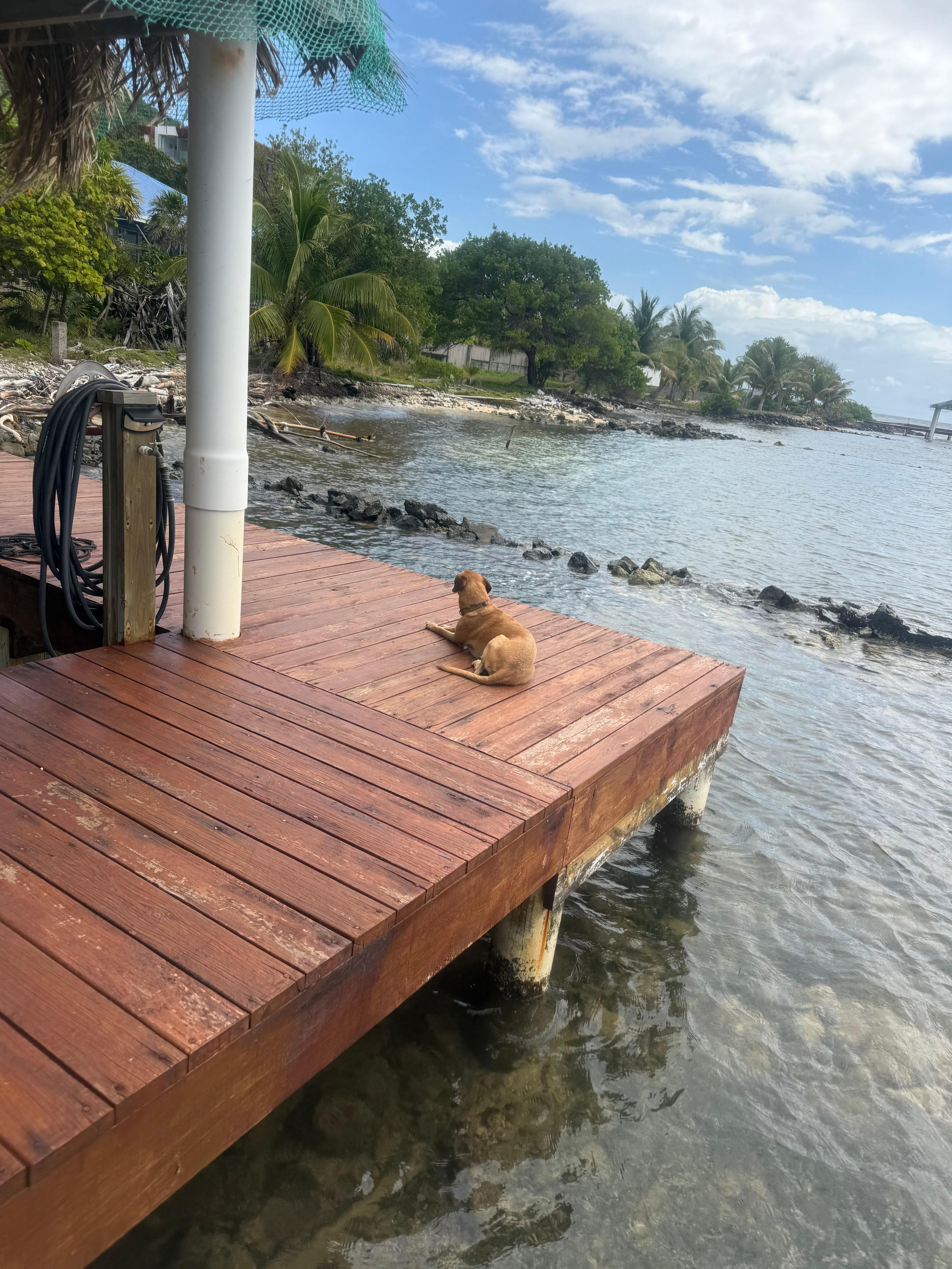Resident pup Skye relaxing on the dock.