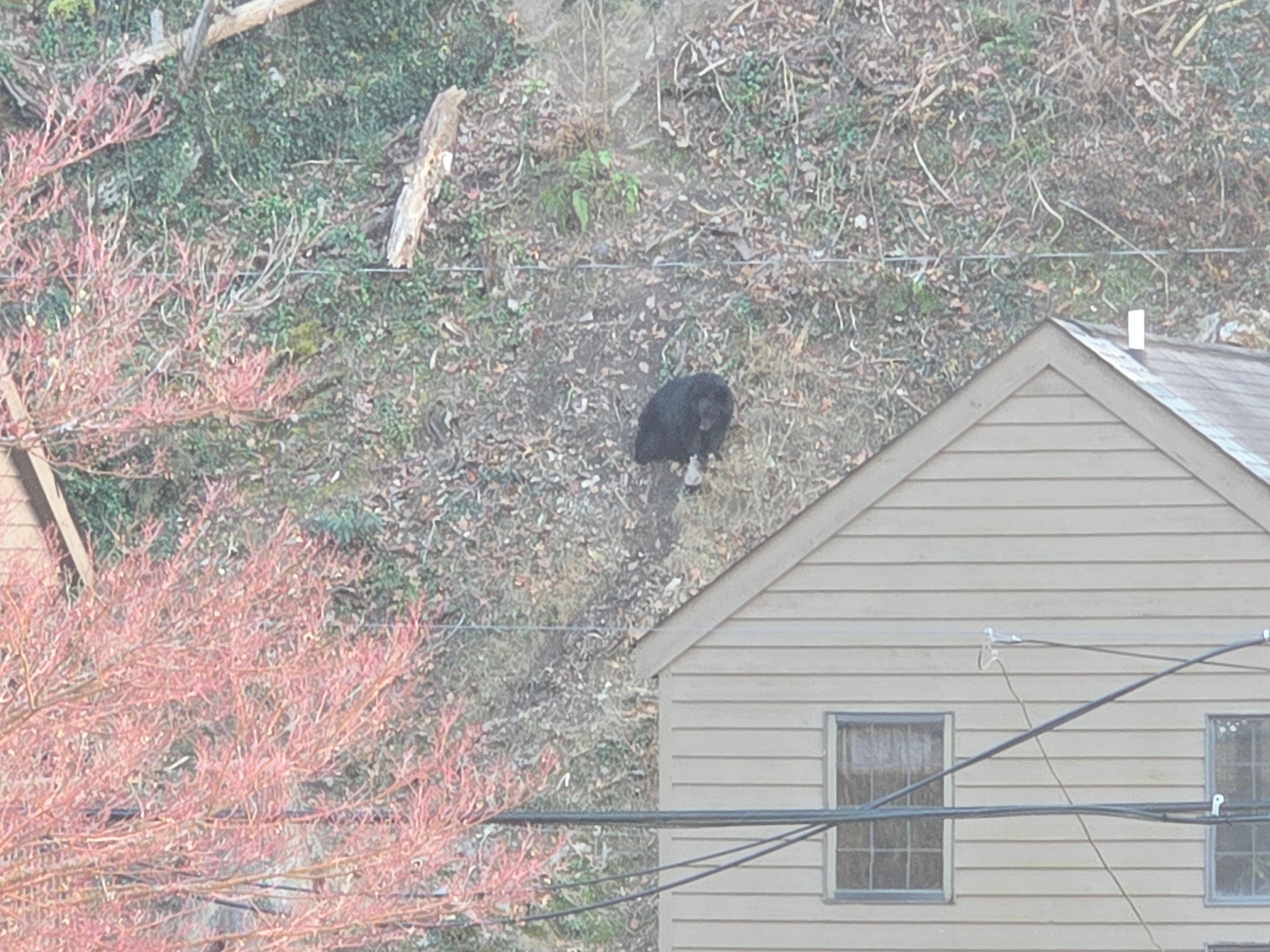 Mama Bear greeted us on our first day!