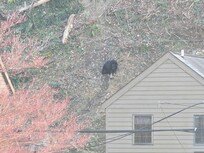 Mama Bear greeted us on our first day!