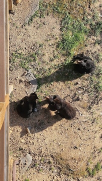 Relaxing in backyard