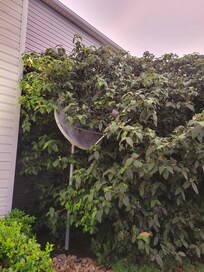 Satellite dish