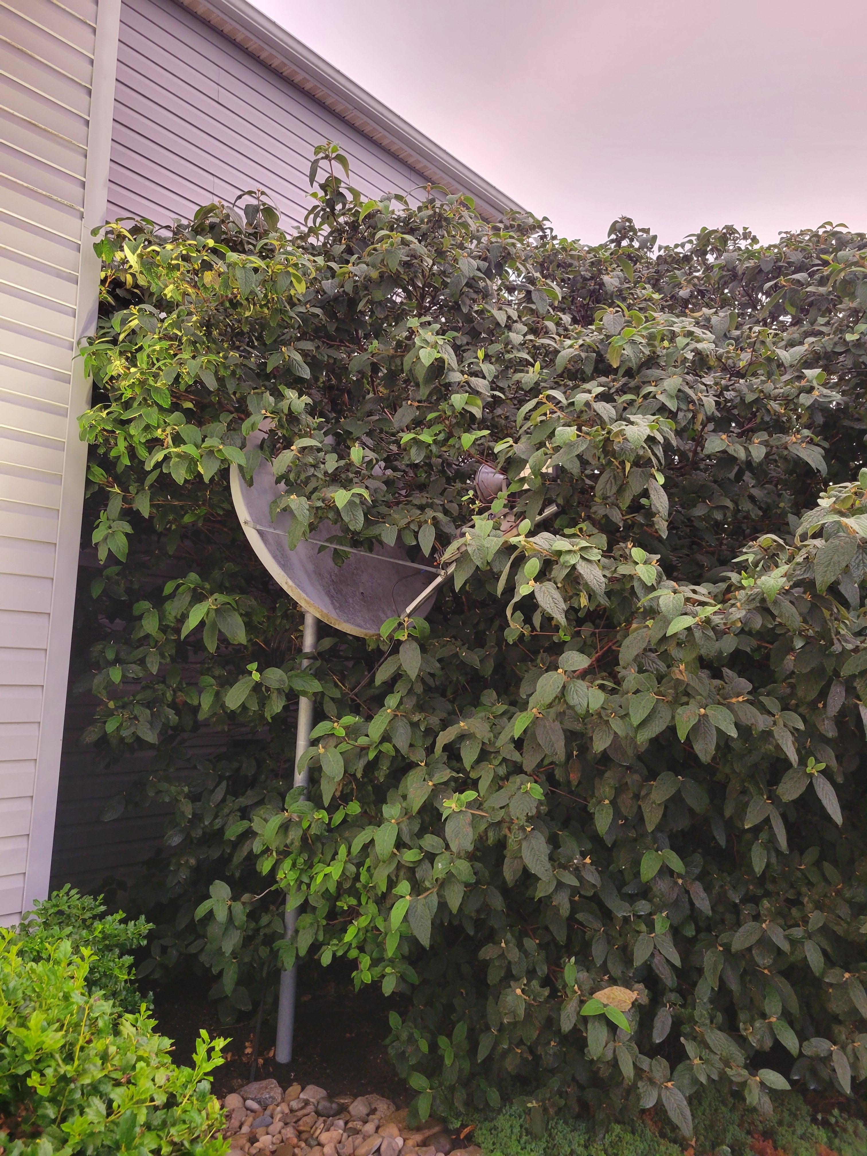 Satellite dish
