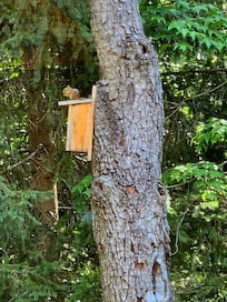 Chippy the chipmunk 🐿️