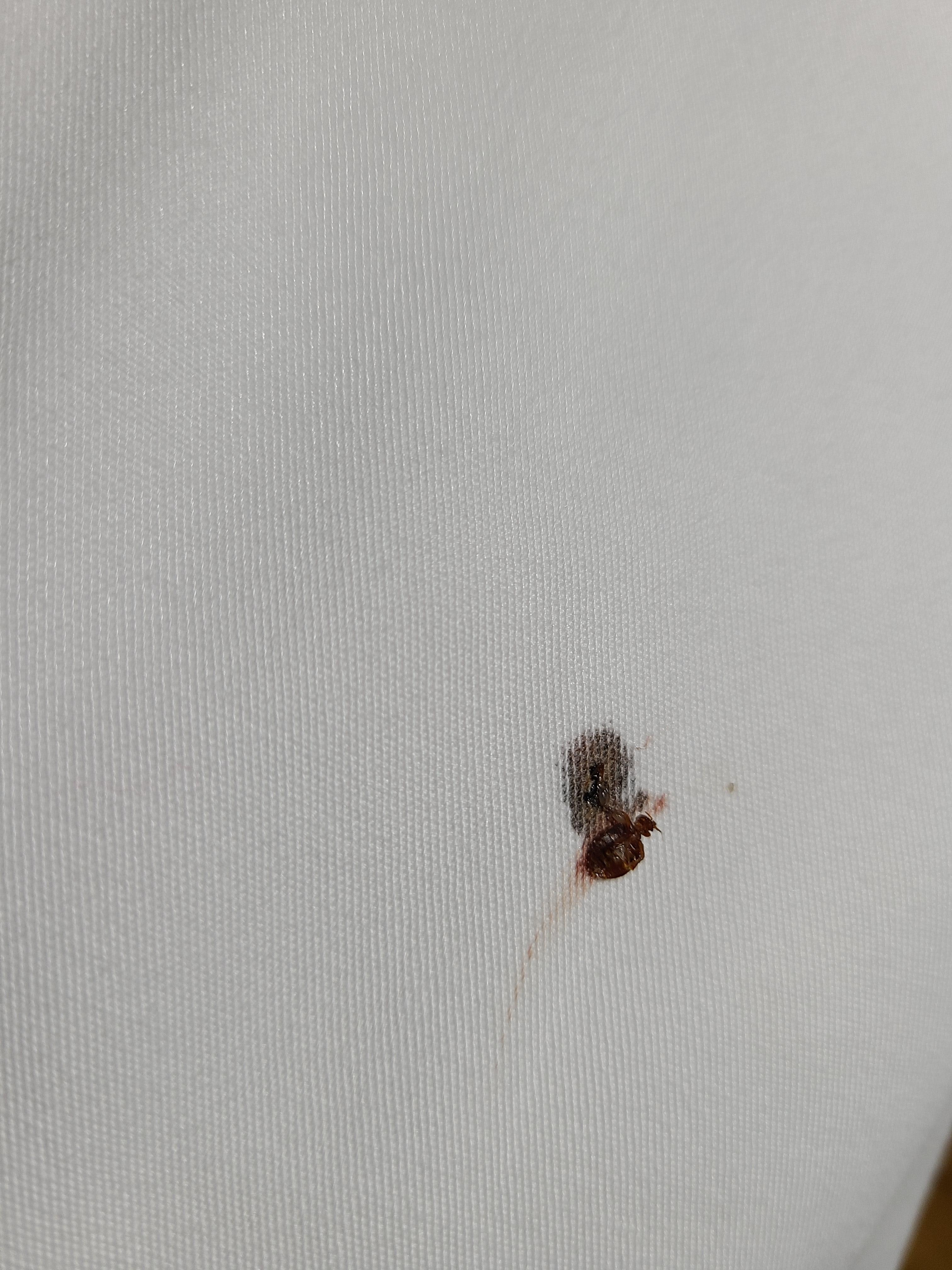 Killed this bed bug on the pillowcase. 