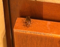 German cockroach. One of many.