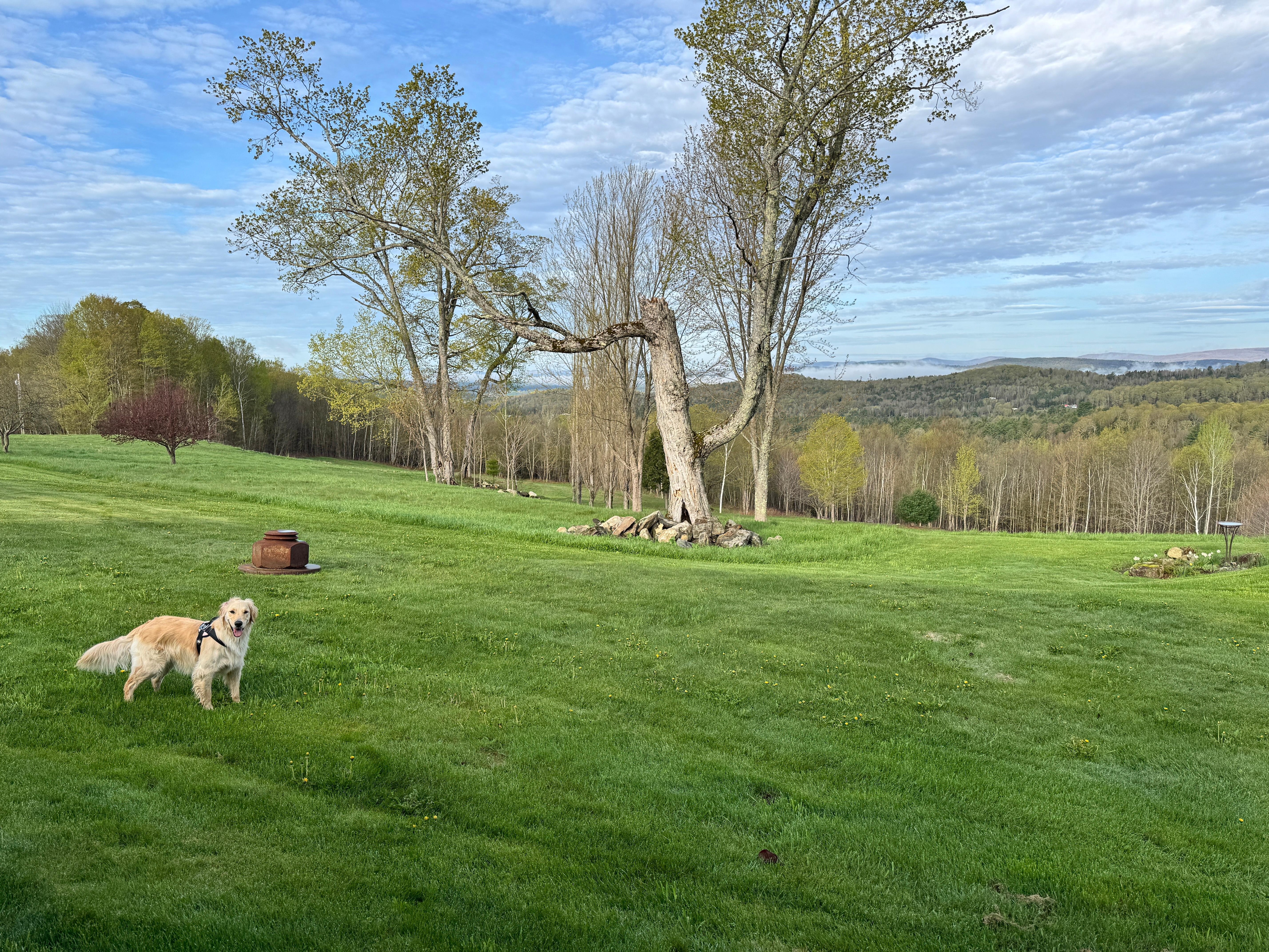 View from Beside the house