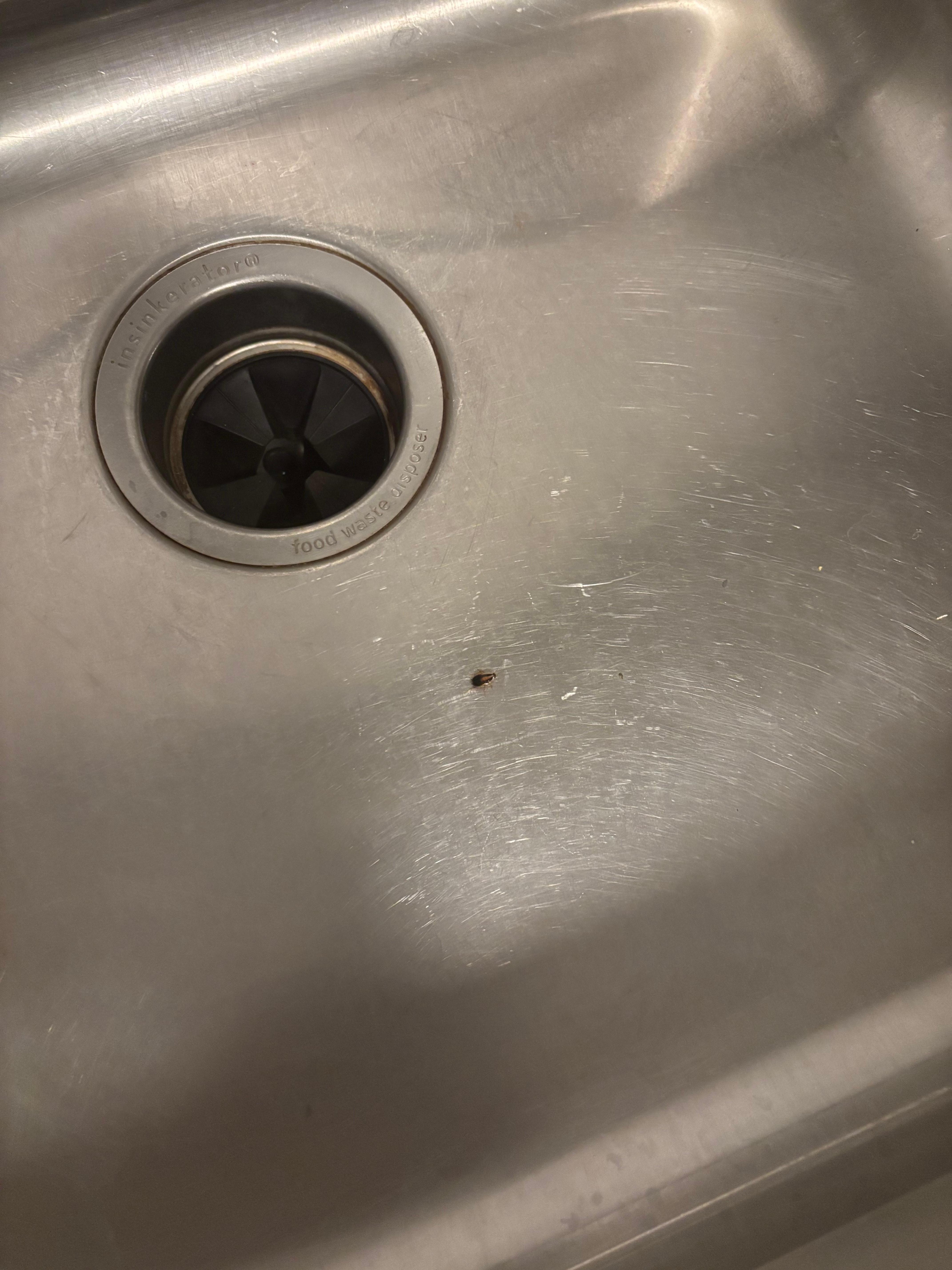 Roach in the sink.
