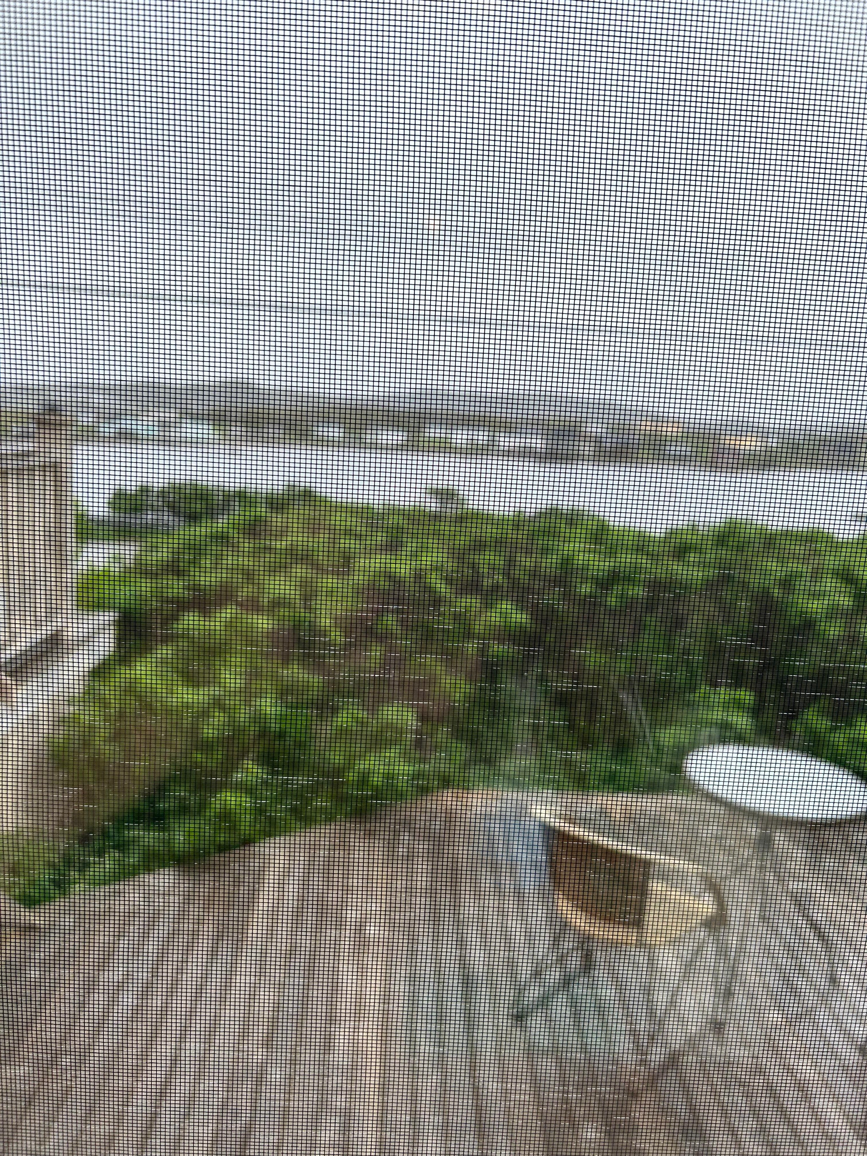Looking out the kitchen window. The screen makes it a little blurry