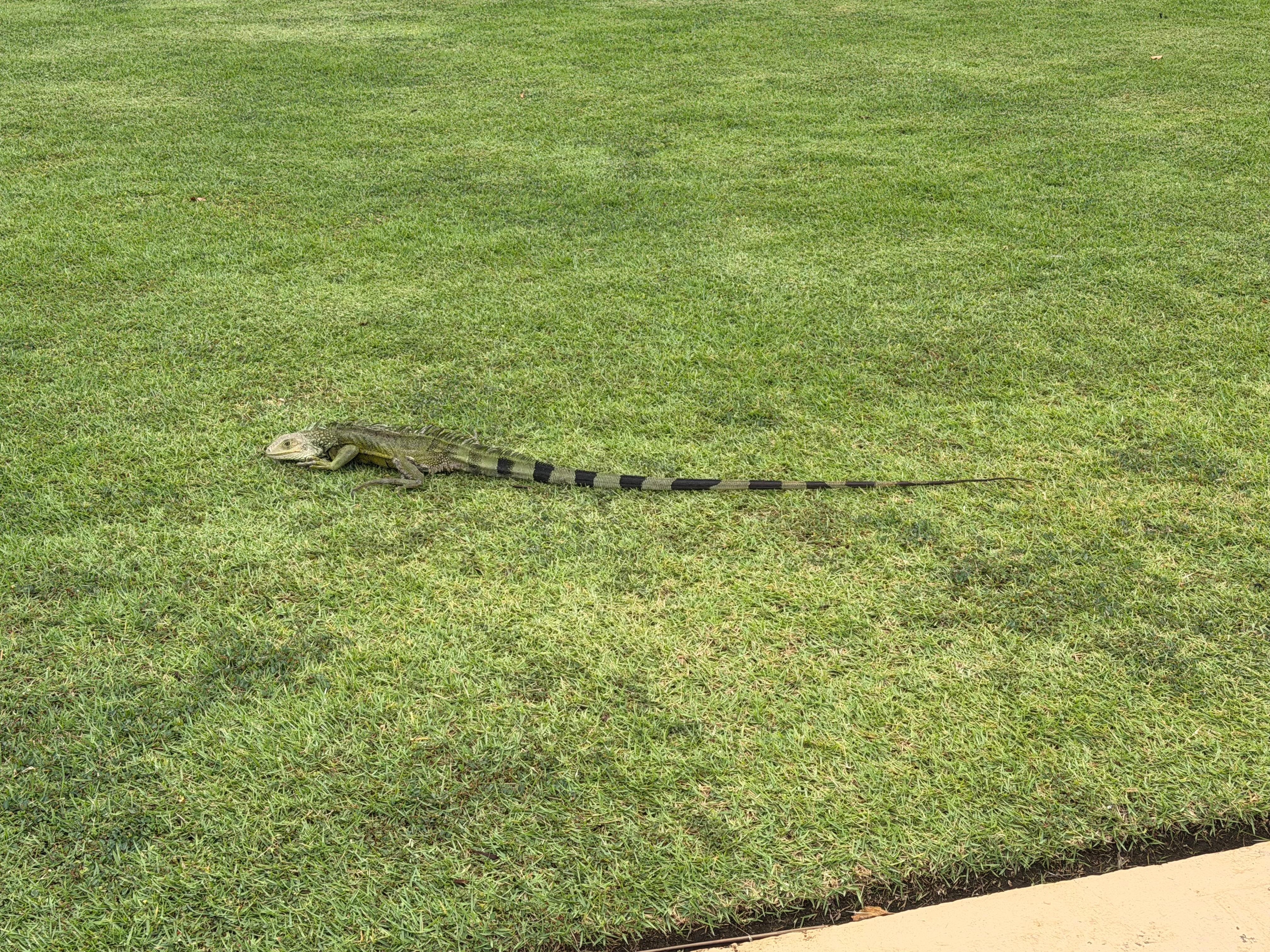 A friendly iguana lol