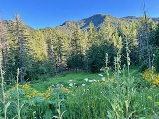 backyard meadow