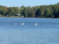 Swan Lake