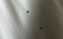 Insect Infestation: Bugs were found on the bed, which is completely unacceptable for a rental property.