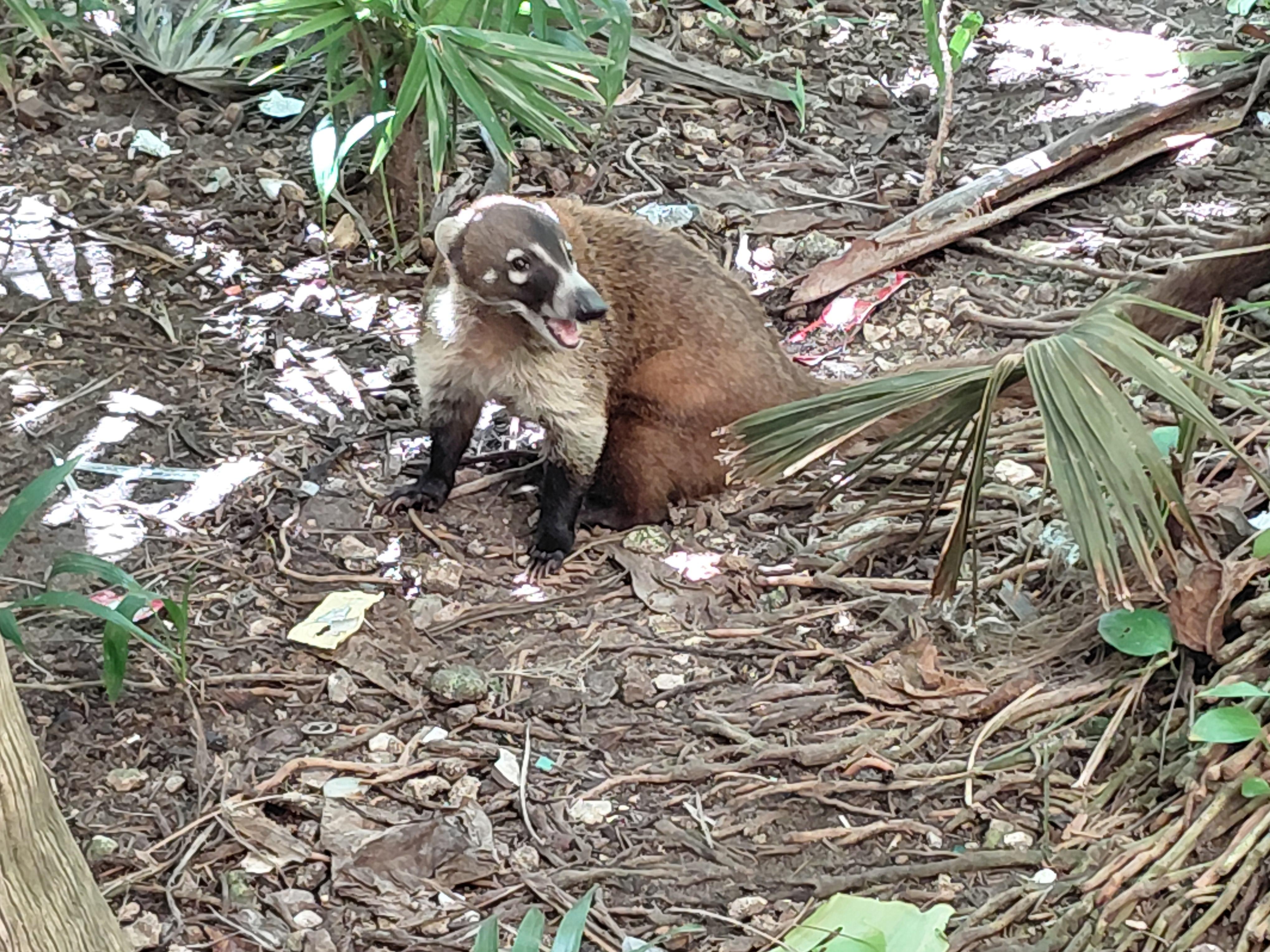 All the wild visitors on the grounds added to the beauty and interest of the property.