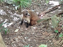 All the wild visitors on the grounds added to the beauty and interest of the property.