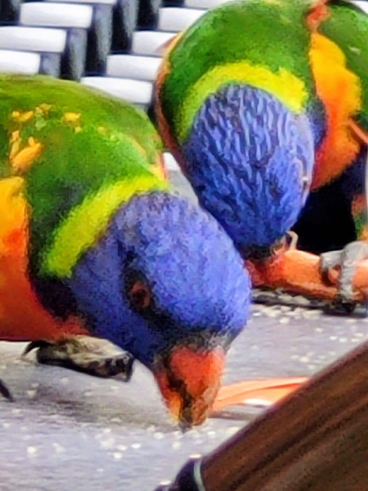 Nelson bay coffee shop