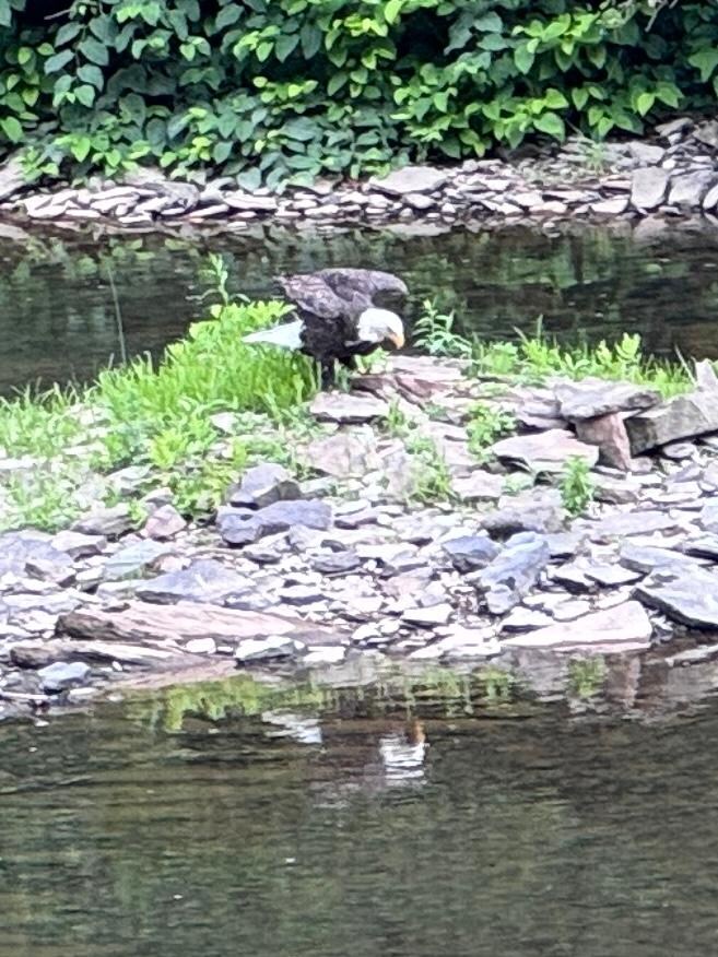 Loved seeing bald eagles on the Pine Creek 