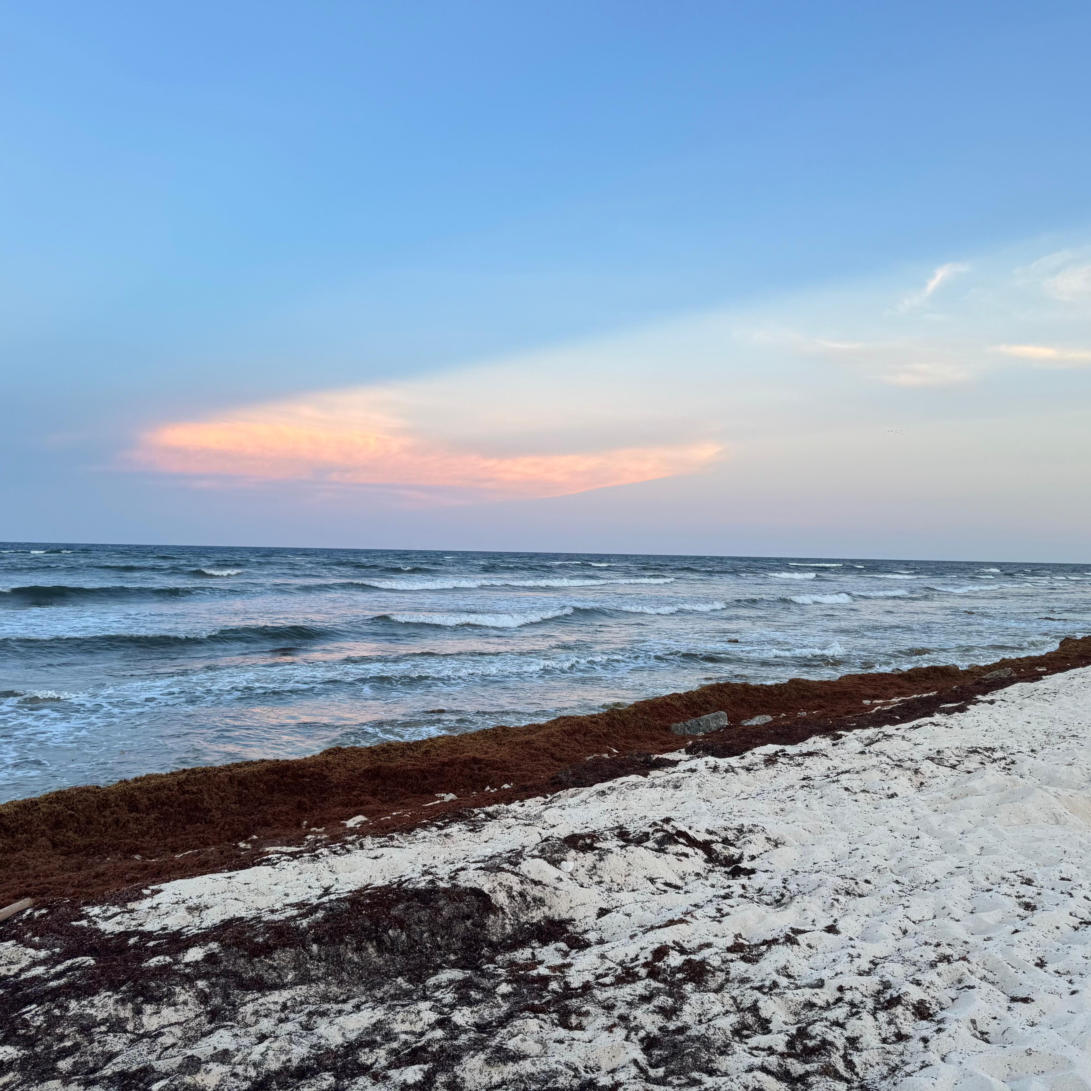 Seaweed build up that prevented swimming