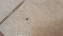 Mosquito killed in the shower wall, who knows how long it's been there