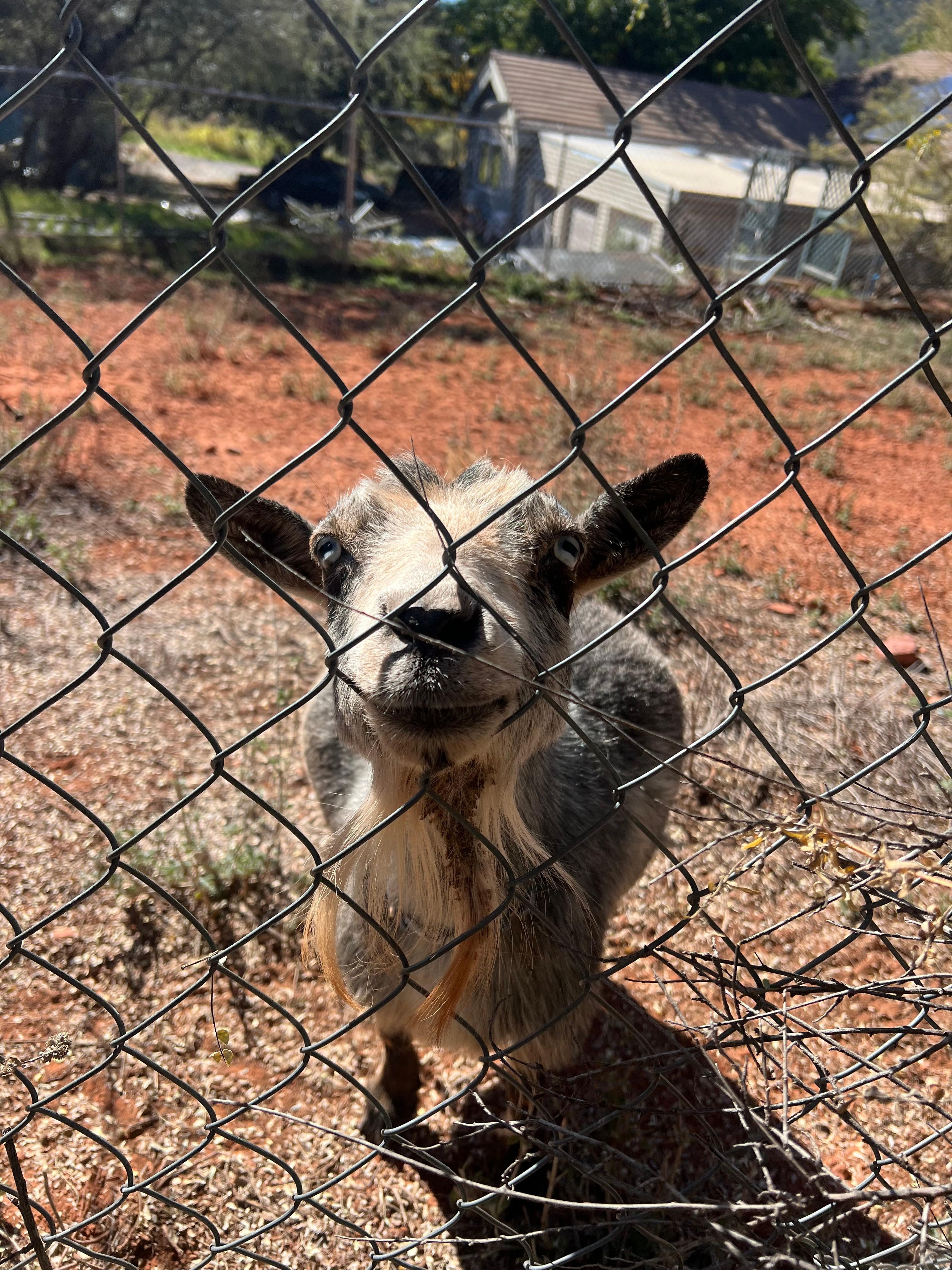 We were in room 502P at the end was a small bramble hill. Two elder goats were inside the paddock. Very friendly and sweet.