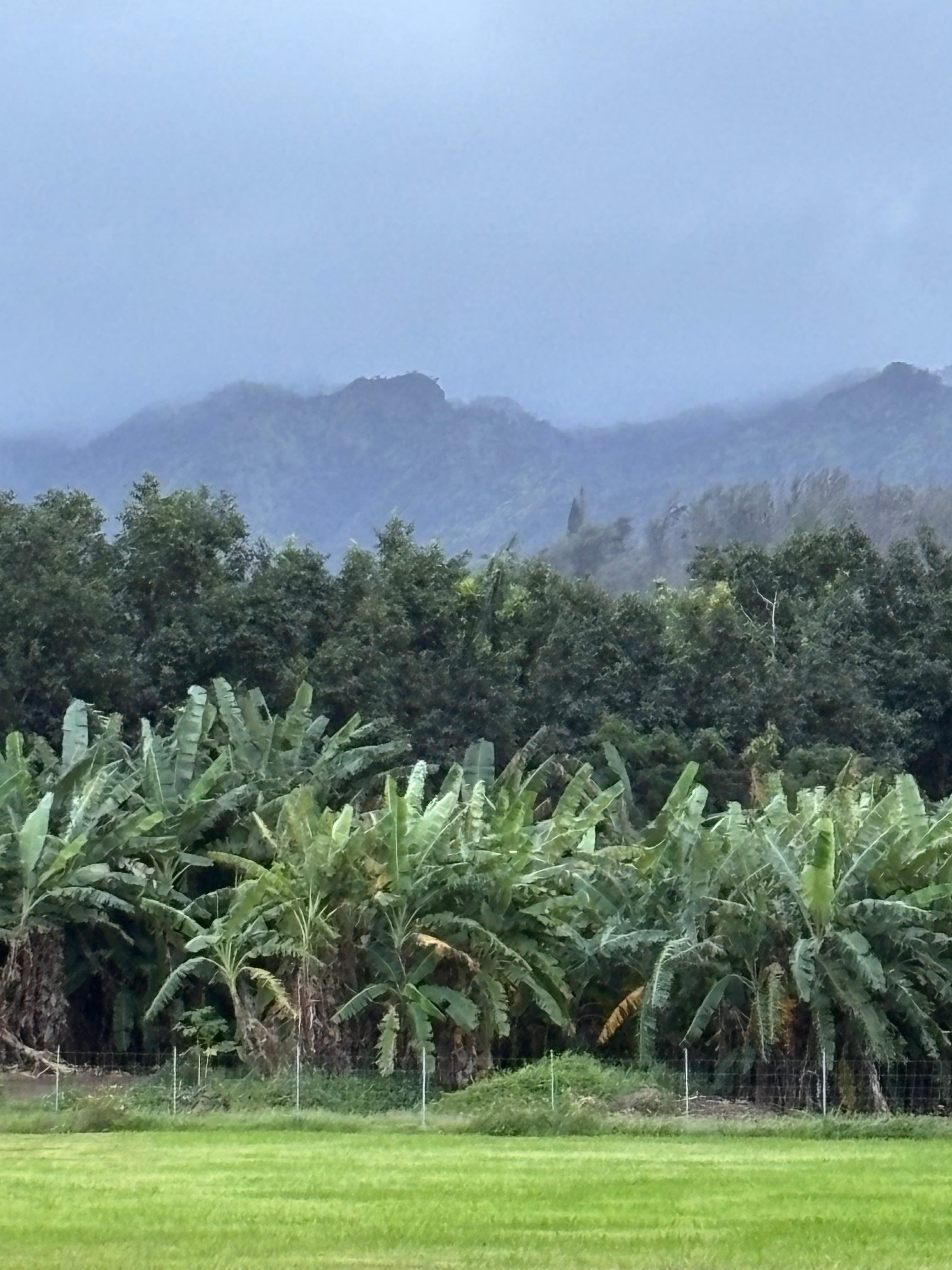 Amazing views of  the lush green mountains 