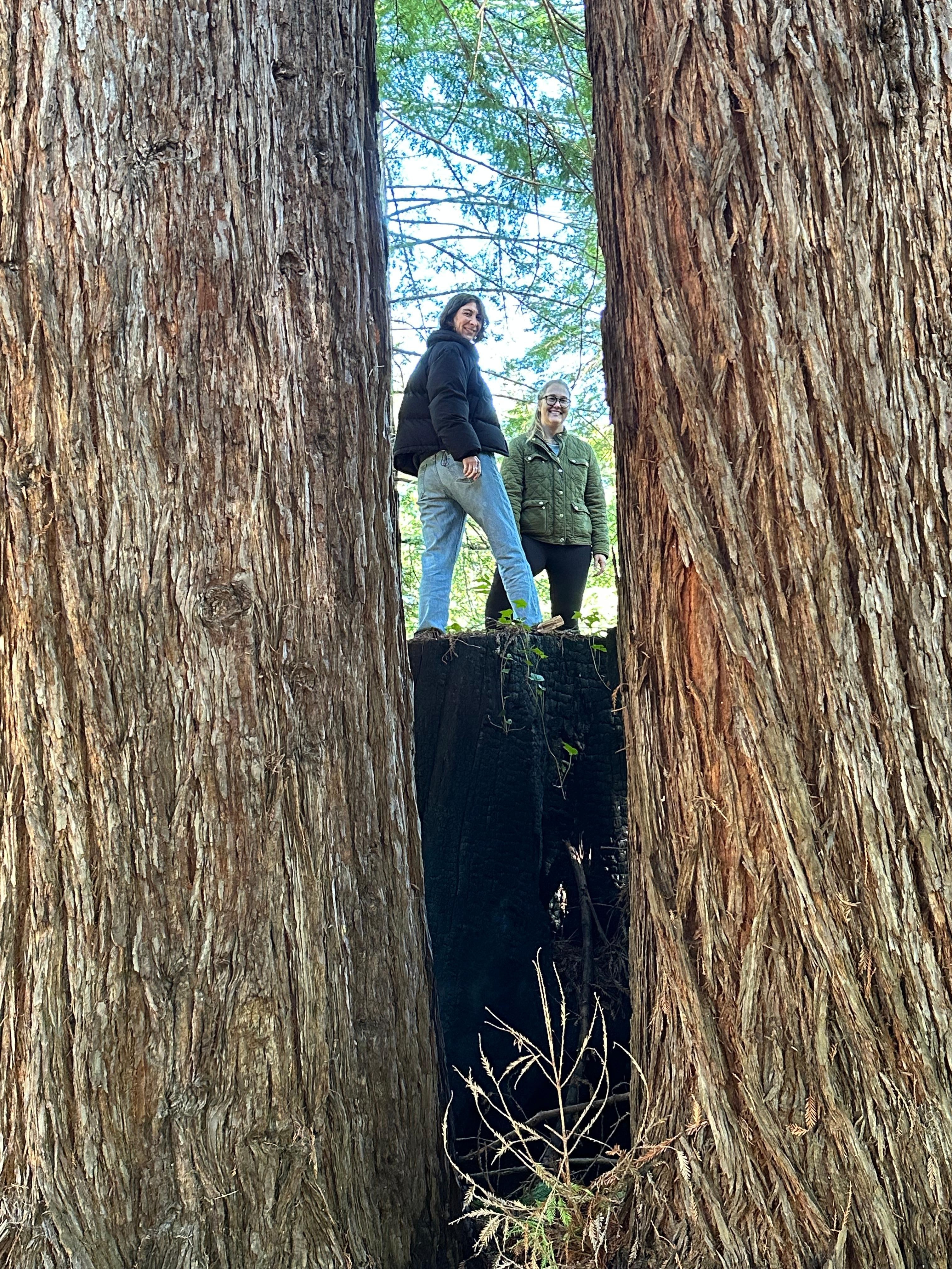 On a tree stump on the property