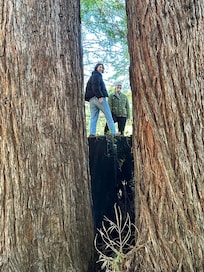 On a tree stump on the property