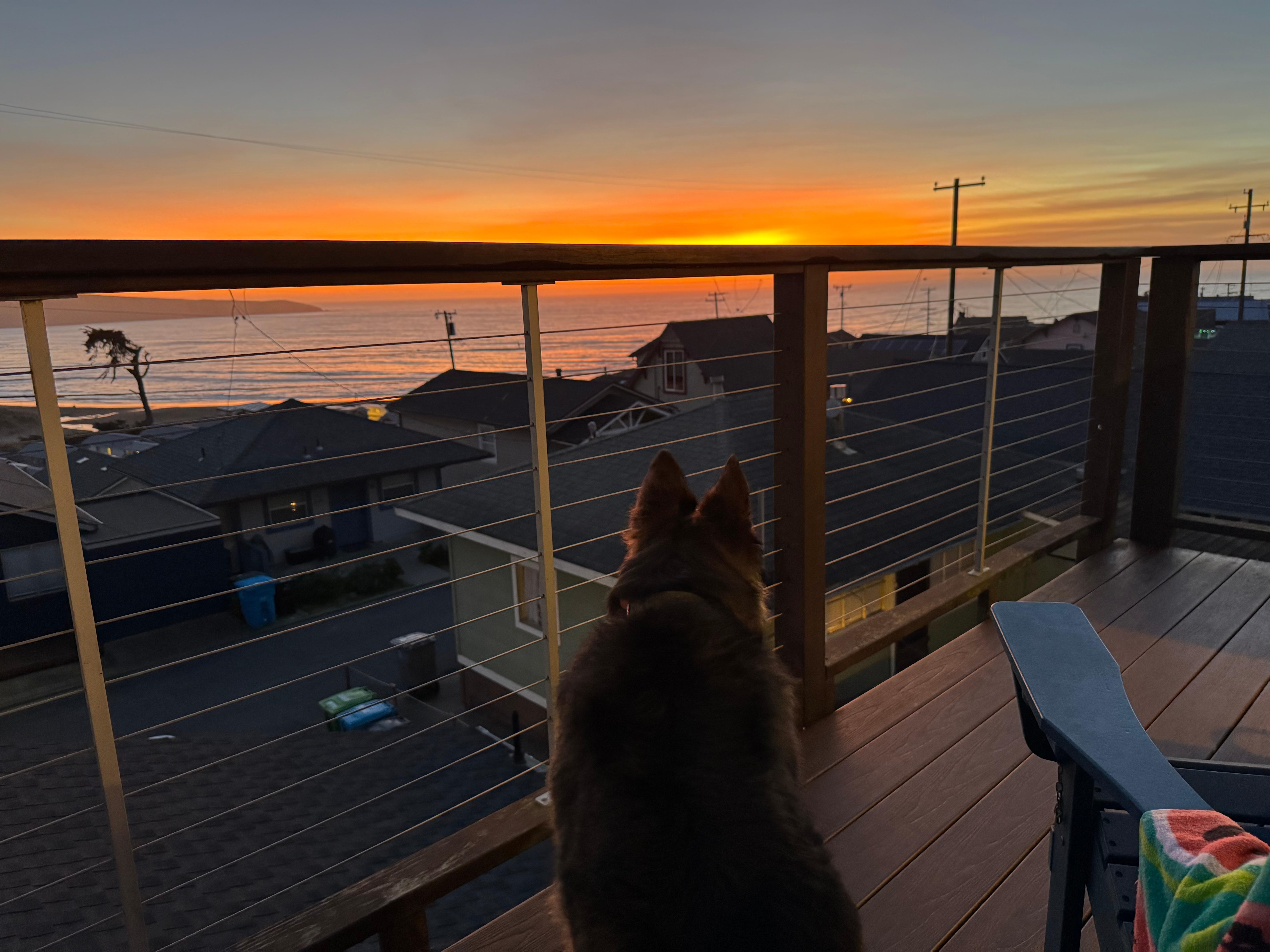 Our dog watching sunset lol