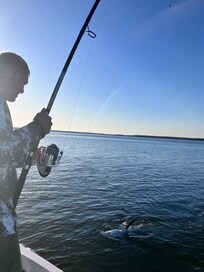 Shark fishing on the dock
