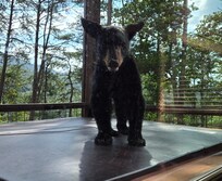 Just a young one standing on the hot tub watching us play pool