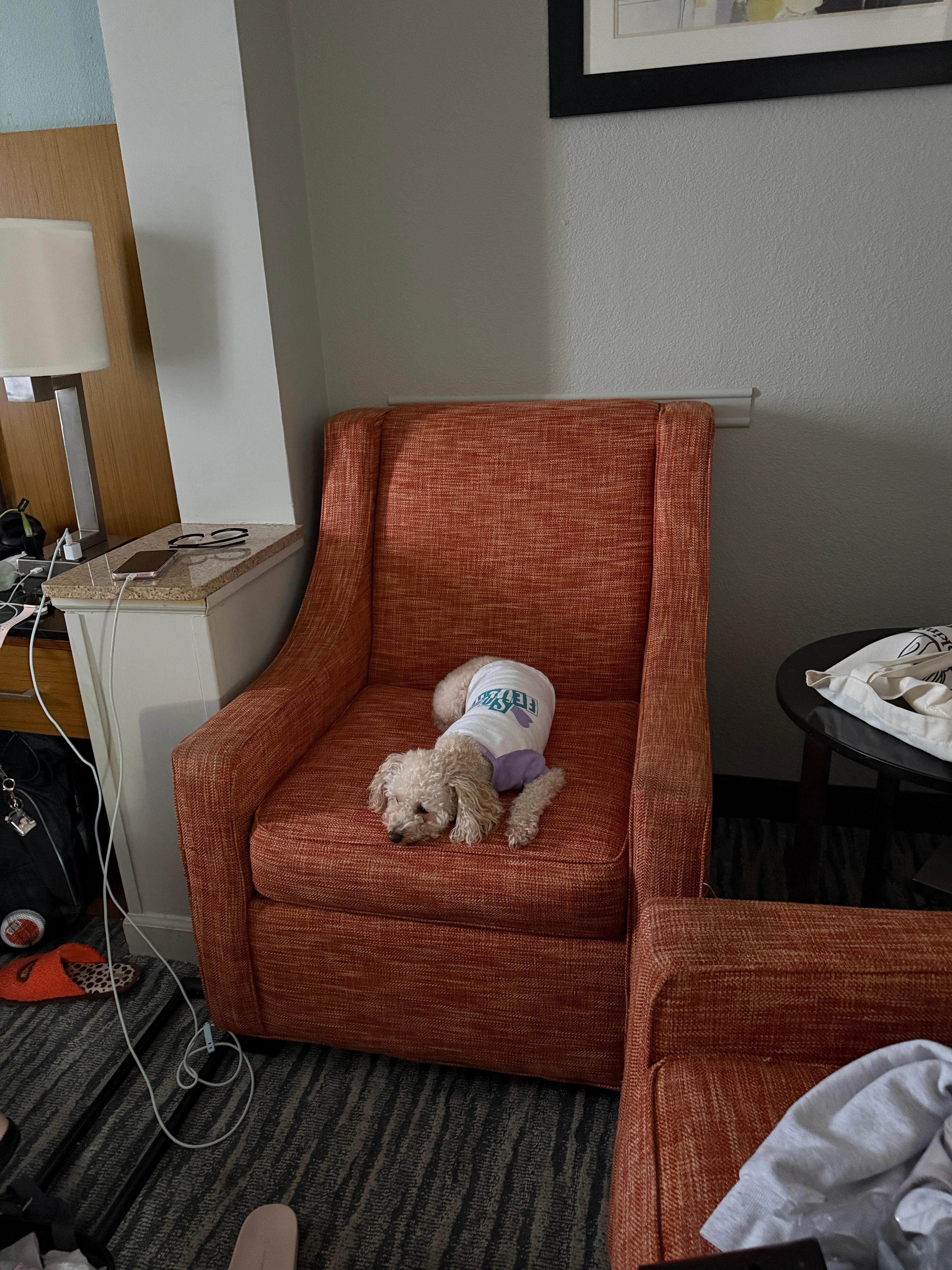 She found her spot 💛