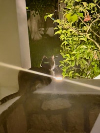Bella the resident kitty cat