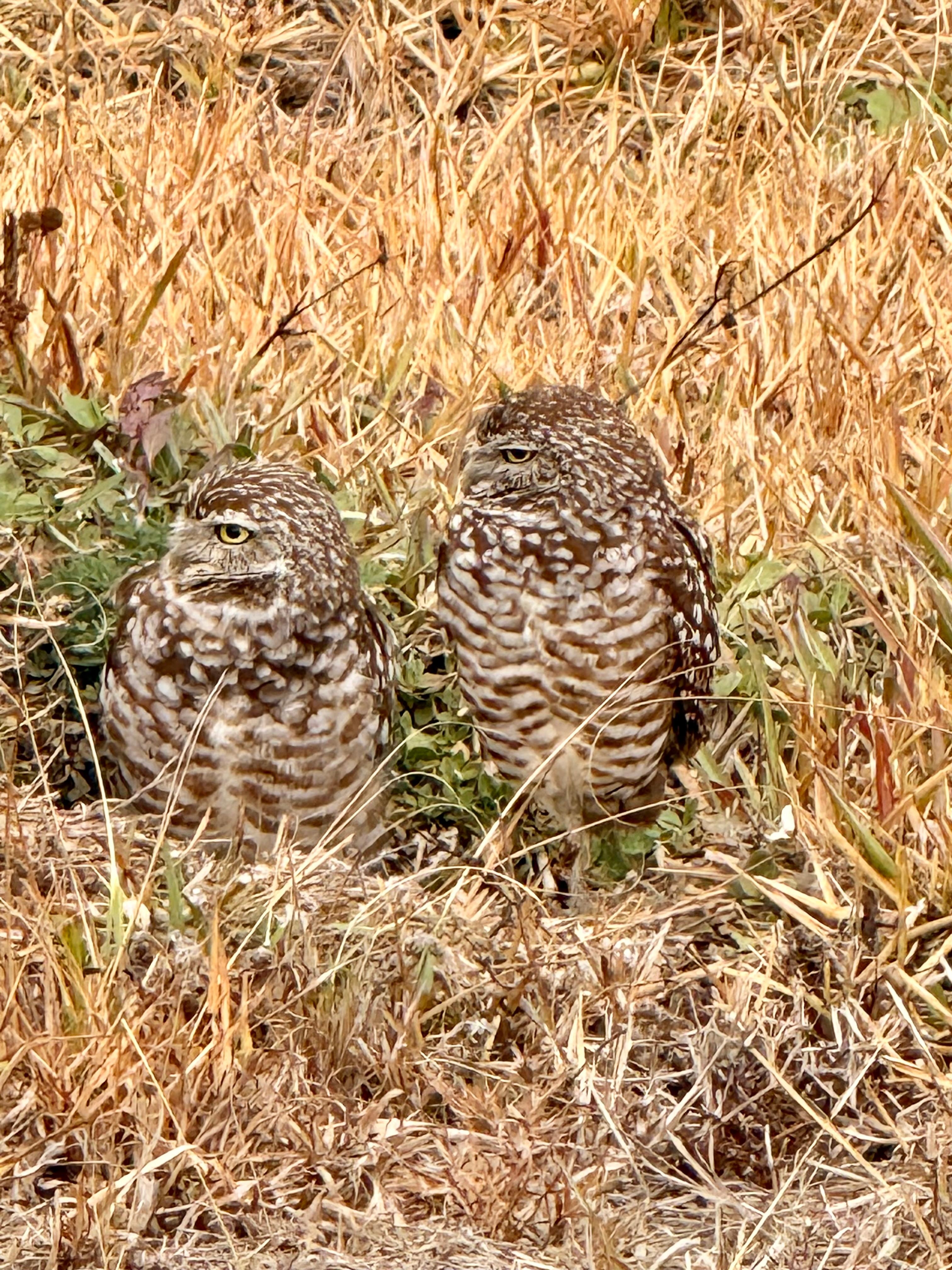 Burrowing Owls near the house. 