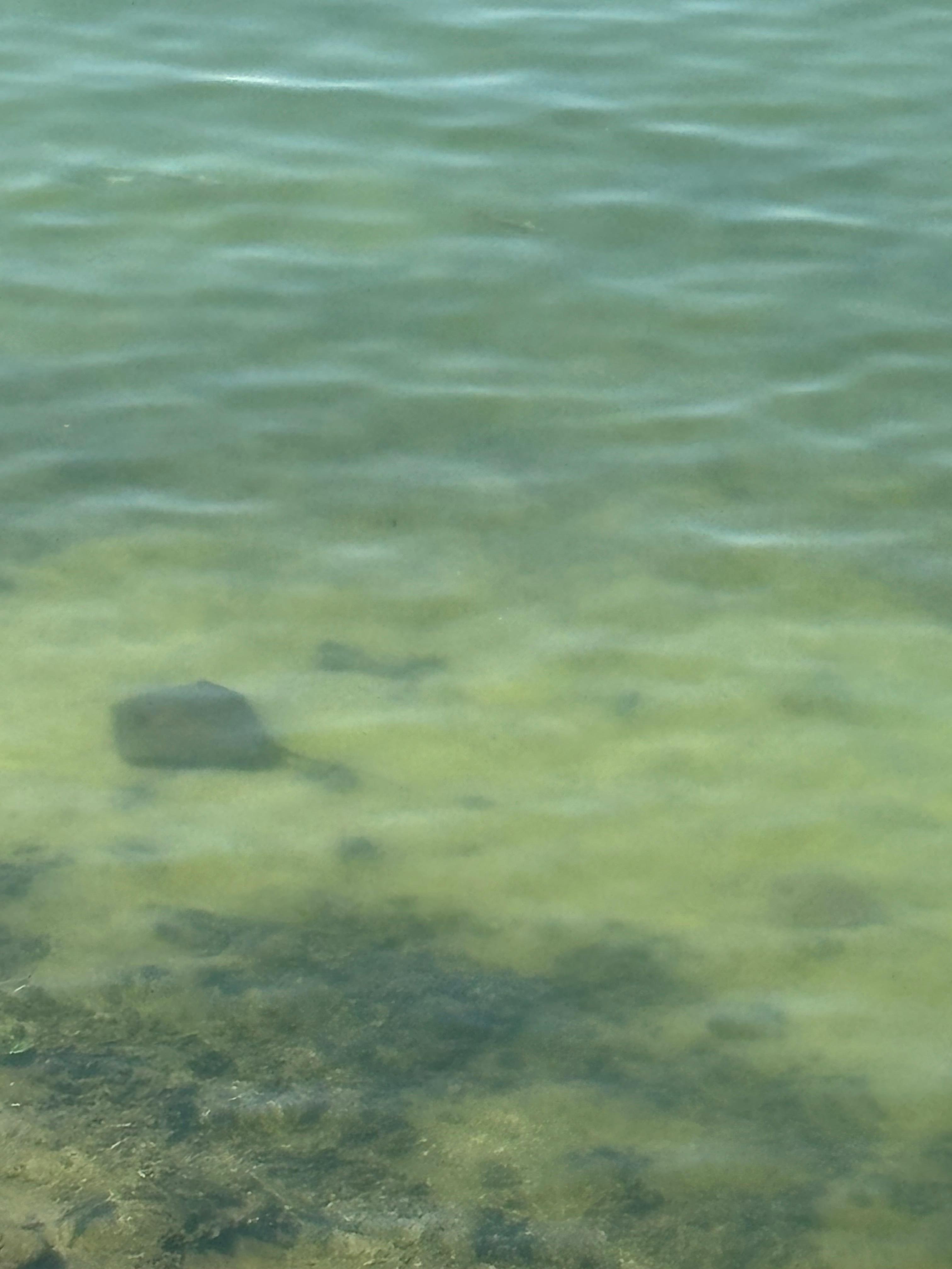 Stingrays seen from the balcony. 