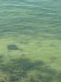 Stingrays seen from the balcony.