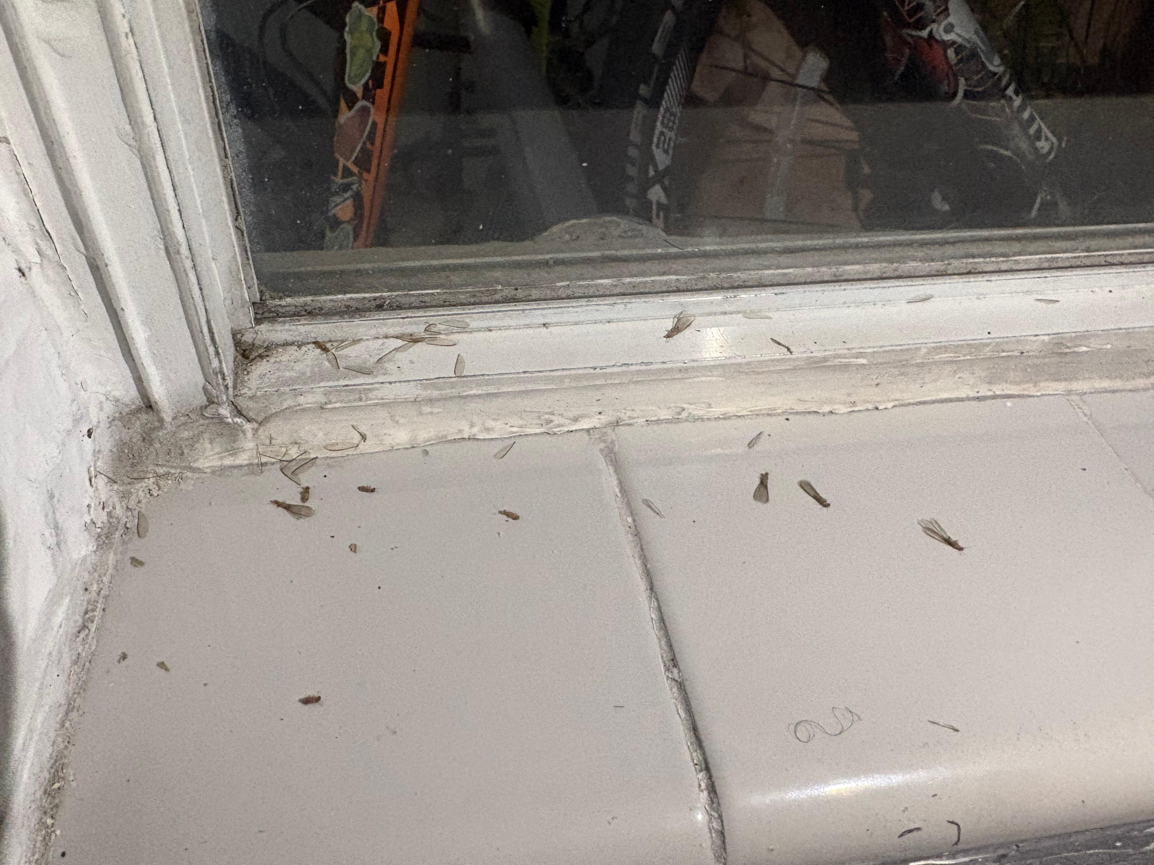 Termites