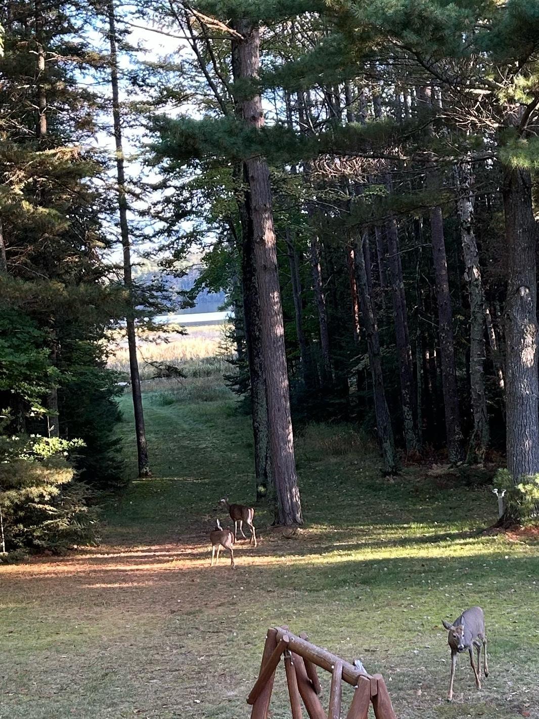 Deer friends eating acorns